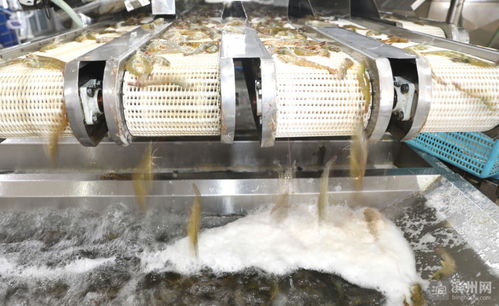 渤海水产专心养虾 虾苗占领近半北方市场